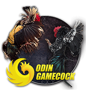 Cockfighting OD COCK